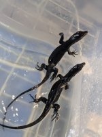 Baby Het Black Dragon-4.jpg