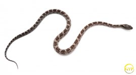 CinderCornM2-1.jpg