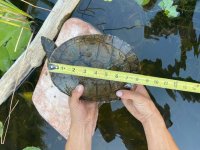Murray River Turtle 1.jpg