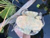 Murray River Turtle 2.jpg