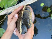 Murray river turtle 3.jpg