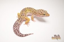 Mack Snow leopard Gecko.jpg