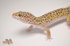 Mack snow leopard gecko2.jpg