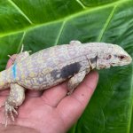blue ice albino2.jpg