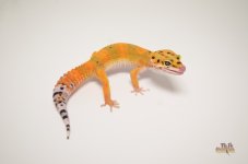 Tangerine Leopard Gecko.jpg