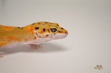 Tangerine Leopard Gecko2.jpg