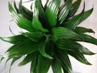IMG_20201008_125050891.jpg