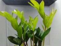 IMG_20201008_124248724.jpg