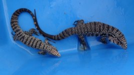 pair bw adlts a.jpg