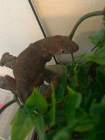 gecko.jpg
