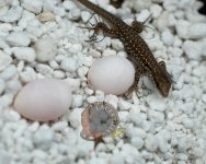 DSC_6779.jpg