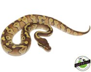 Butter Enchi 1.jpg