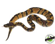 Enchi1_960x.jpg