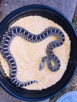 Male Axanthic.jpg
