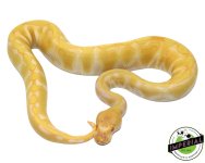 Enchi Albino Het Clown 2.jpg