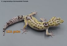 KERM_F.jpg