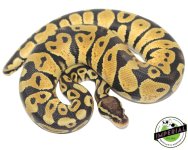 Pastel Het Pied PH Lav 1.jpg