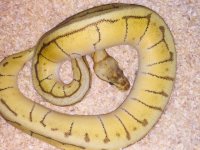 Super Pastel Pin.jpg