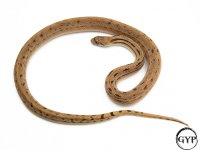 SonoranGopherM2 (1 of 1).jpg