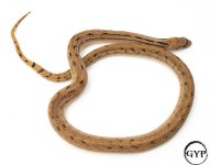 SonoranGopherM1 (1 of 1).jpg