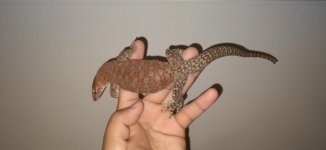 thumbnail_20201216_083339.jpg