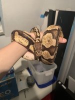 pythonw11.jpg