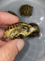 russian tortoise.jpg