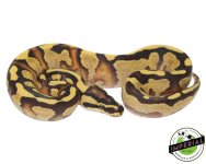 Super Enchi 1.jpg