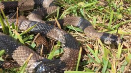 MilkSnake.jpg