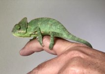Baby Veiled Chameleon on finger.jpg