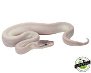 Super Mojave 1.jpg
