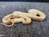 Albino Black Rat Snakes (Elaphe obsoleta obsoleta).JPG