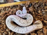 Black Pewter Banana Male 300 grams.JPG