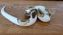 Pied.jpg