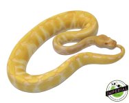 Enchi Albino Het Clown 1.jpg