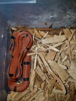 IMG-20191208-235249_1024x1024@2x.jpg