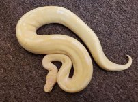 MALE ALBINO CHAMPAGNE 450 GRAMS.JPG