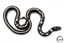 CalKingM2-1.jpg