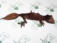 Ur.-phantasticus-F-Pamila-1.jpg