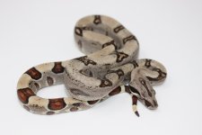 Jungle_het_Kahl_Boa_1.jpg