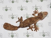 uroplatus-giganteus-660-1.jpg