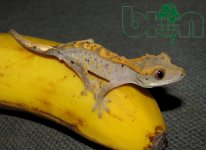 Geckos-for-sale.jpg