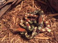 Hypo Male, Het Female, 3.jpg Hypo Male, Het Female, 3.jpg
