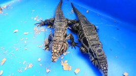 bw pair red tail ac.jpg
