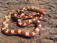 Hypo Male, 1-2.jpg Hypo Male, 1-2.jpg