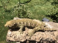 IMG_2970.jpeg