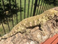 IMG_2972.jpeg