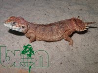 Shield-tailed-agama-3.jpg