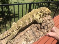 IMG_2973.jpeg
