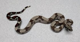 thumbnail (53).jpg